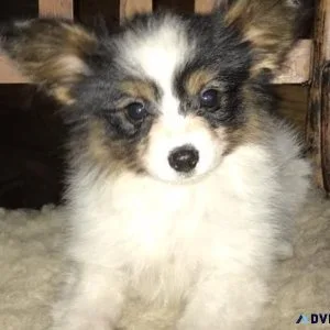 Home raised Papillon puppies