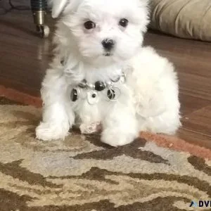 AKC reg. Teacup Maltese Puppies Available.