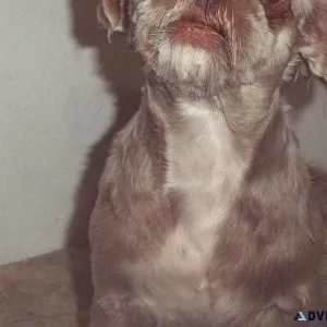 AKC Adult Female Shih Tzu