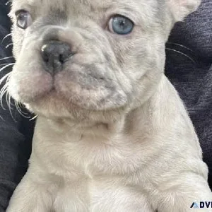 French bulldogs