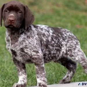 AKC reg. German Shorthaired Pointer puppies