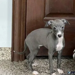 Amazing Italian Greyhound Puppies Available