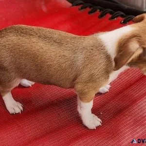 Beautiful Chihuahua Puppies Available