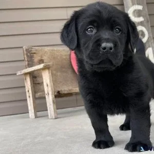 New Litter of Labrador Retriever Puppies available now
