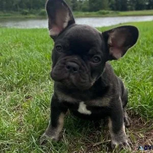 Healthy French Bulldog puppies Available