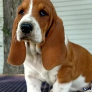 Cute Basset Hound puppies Searching For lovely homes