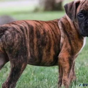 Magnificent Boxer Puppies Available (Brinde Fawn Black)