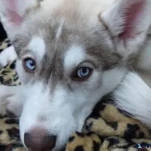 Husky puppy