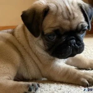Adorable Pug puppies