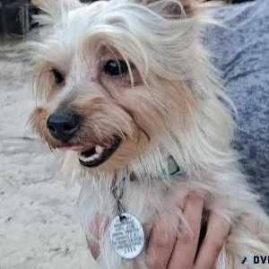 Xzavier Male Yorkshire terrier