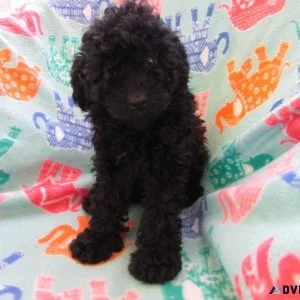 AKC Toy Poodle Puppies for Sale