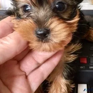 Healthy Tiny Yorkie Puppies Available