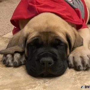 English Mastiff Puppies Available