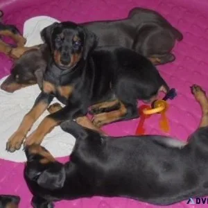 Home raised Doberman Pinscher Puppies