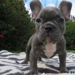 gggSuper French Bulldog Puppies