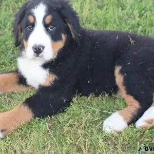 Home raised Bernese Mountain Puppies Available.
