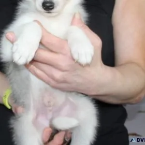 AKC reg. Siberian Husky Puppies Available