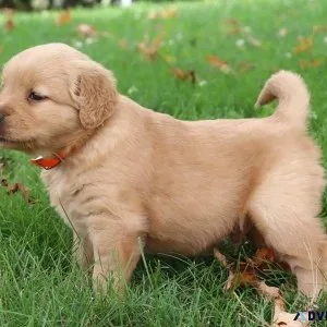 AKC reg. Golden Retriever puppies Available