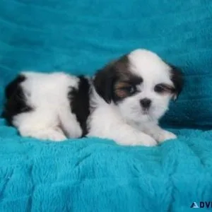 Very Cute Lhasa Apso Puppies