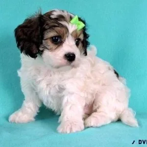 Lovely Cavachon puppies