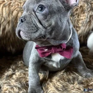 Blue French Bulldog Male  Available Now