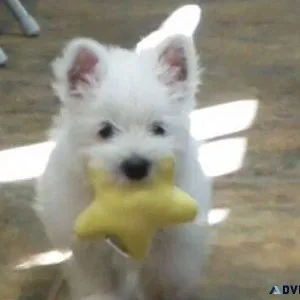 AKC reg. West Highland White Terrier Puppies