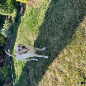 Loving Home Needed for an Adorable Labrador Dog