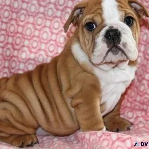 Healthy English Bulldog Puppies available