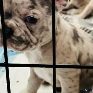 French bulldogs