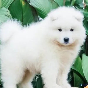 CKC reg. Samoyed Puppies Boys and girls