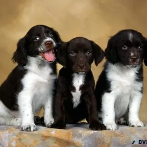 Beautiful English Springer Spaniel Puppies