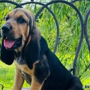 Gorgeous Bloodhound Puppies Available