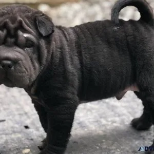 AKC reg. Chinese Shar-Pei Puppies Available