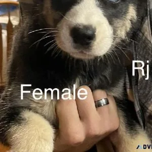 Akc Siberian husky female
