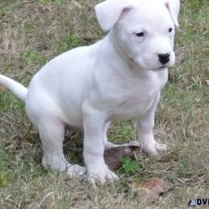 Beautiful Dogo Argentino puppies ready