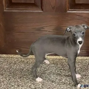 Amazing Italian Greyhound Puppies boys and girls