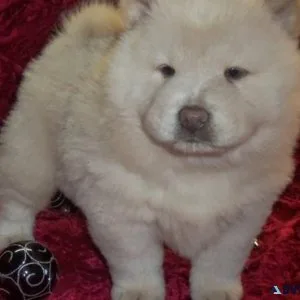 Gorgeous Chow Chow puppies