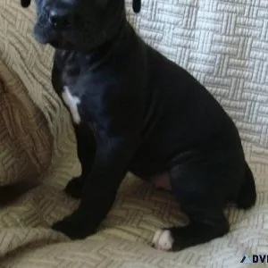Home trained Cane Corso Puppies Available