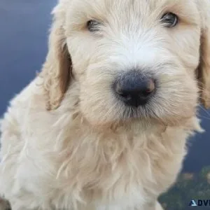 Lovely Goldendoodle Puppies Available