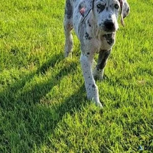 AKC reg. Great Dane Puppies boys and girls