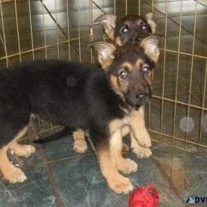 Well socialized German Shepherd puppies