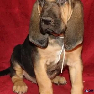 Healthy Bloodhound Puppies Available
