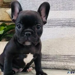 Lovely French Bulldog Puppies ready to go