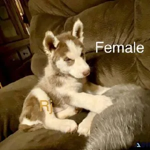 Akc Siberian husky female