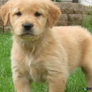 Adorable Golden Retriever Puppies Available