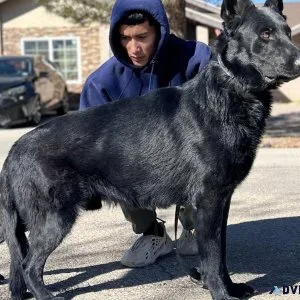 WORKING LINE DARK SABLE GERMAN SHEPHERDS