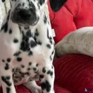 Home trained Dalmatian puppies ready to go now