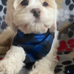 cockapoo puppies