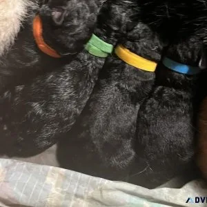 AKC German Shepherd Puppies