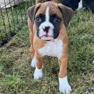 Well Trained Boxer Puppies Available.